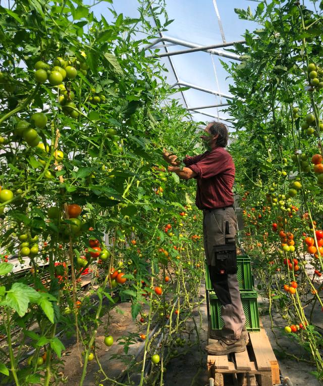 Georg Salzmann erntet Tomaten im Gewächshaus